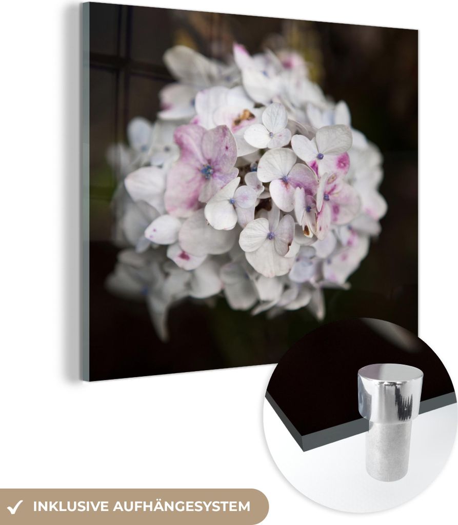 MuchoWow Glasbilder - Bilder auf Wandbild - Foto auf Glas Weiße Hortensie vor schwarzem Hintergrund 20x20 cm Wanddekoration aus Glas - Acrylglasbi...