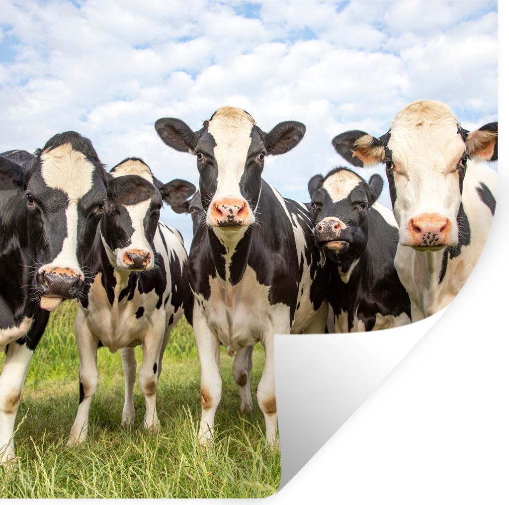 MuchoWow Wandtattoo Wandsticker Wandaufkleber Kühe - Weide - Tiere - Natur - Gras 80x80 cm Selbstklebend und Repositionierbar - Wierderverwendba...