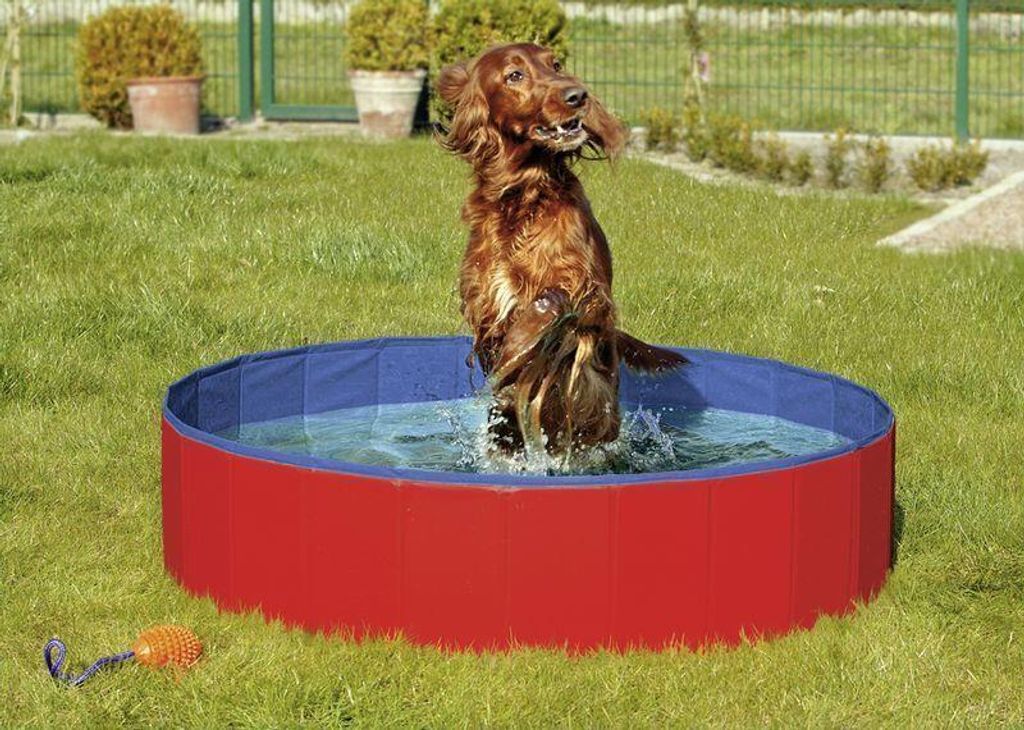 A dog is playing in a red and blue dog pool in a grassy yard.