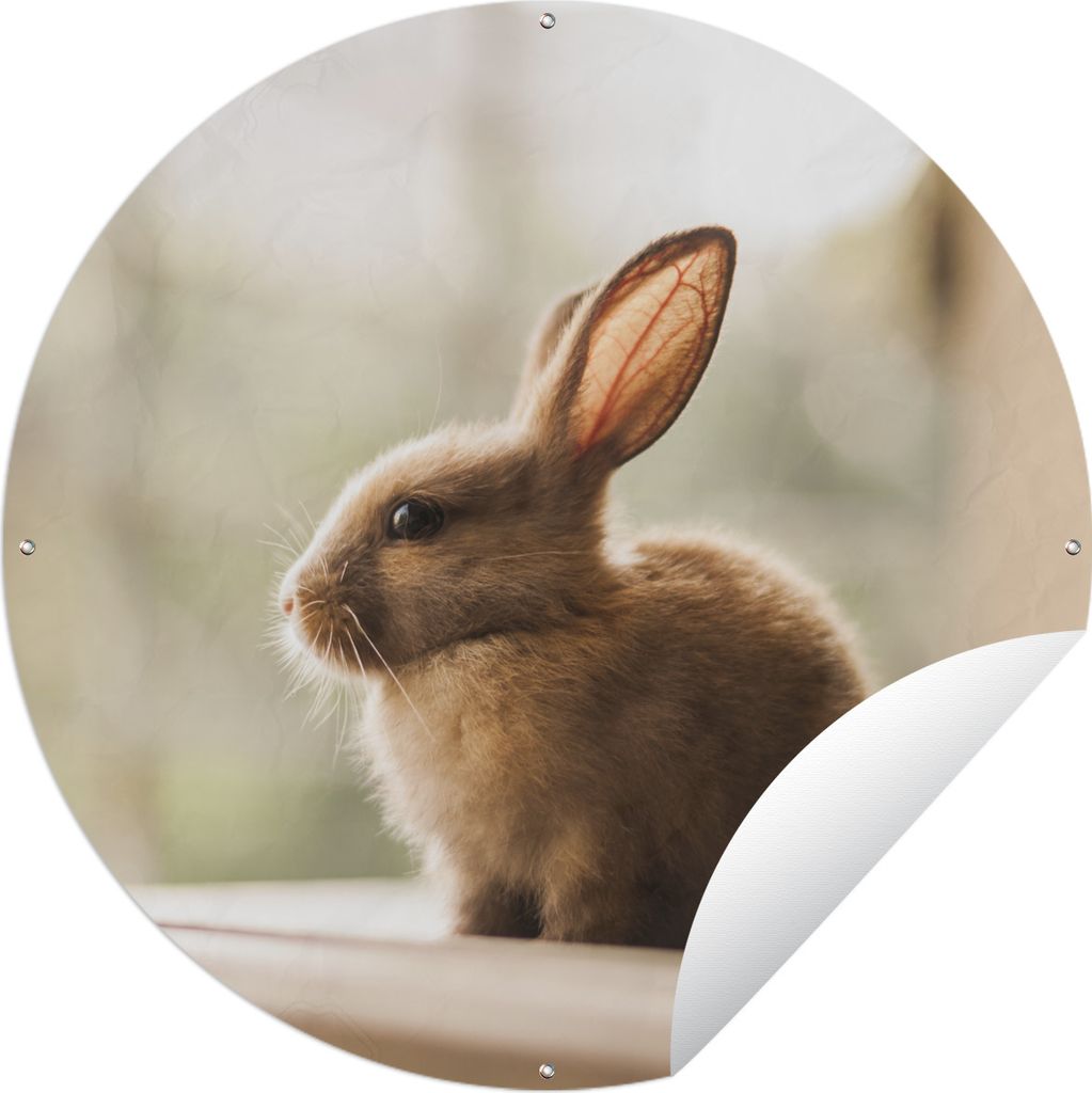 MuchoWow Gartenposter Outdoor-Poster Rund Kaninchen - Baby - Tier Ø 90 cm Gartendeko Rundes Poster draußen