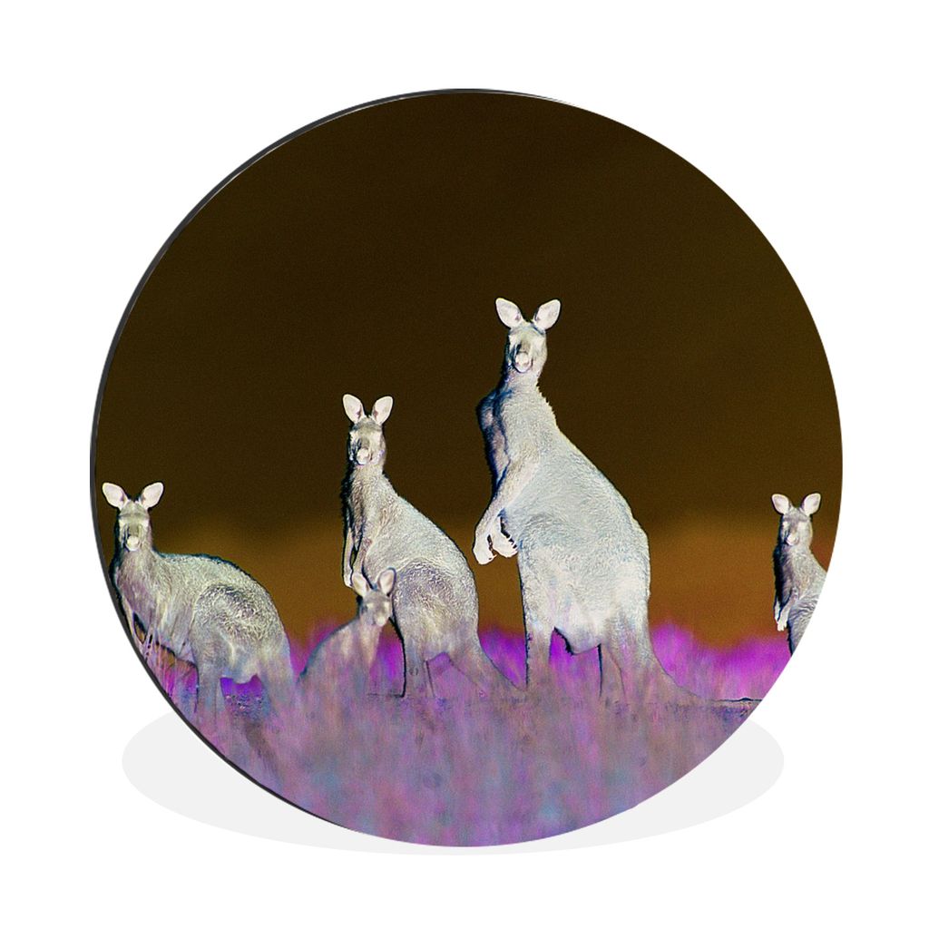 MuchoWow Aluminium Wandkreis Känguru - Tiere - Gras Ø 30 cm Wanddeko Modern Wohnzimmer - Wand Bild - Wohnzimmer - Runde Bilder - Alubilder - Ku...