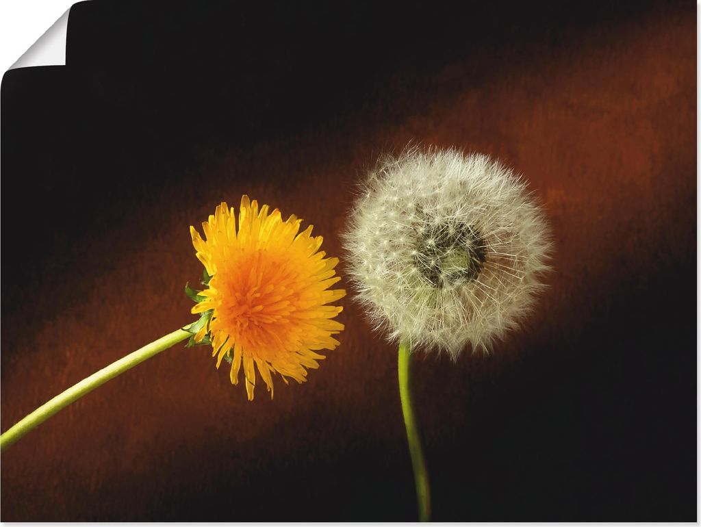 ARTland Poster Pusteblume Löwenzahn Größe: 80x60 cm