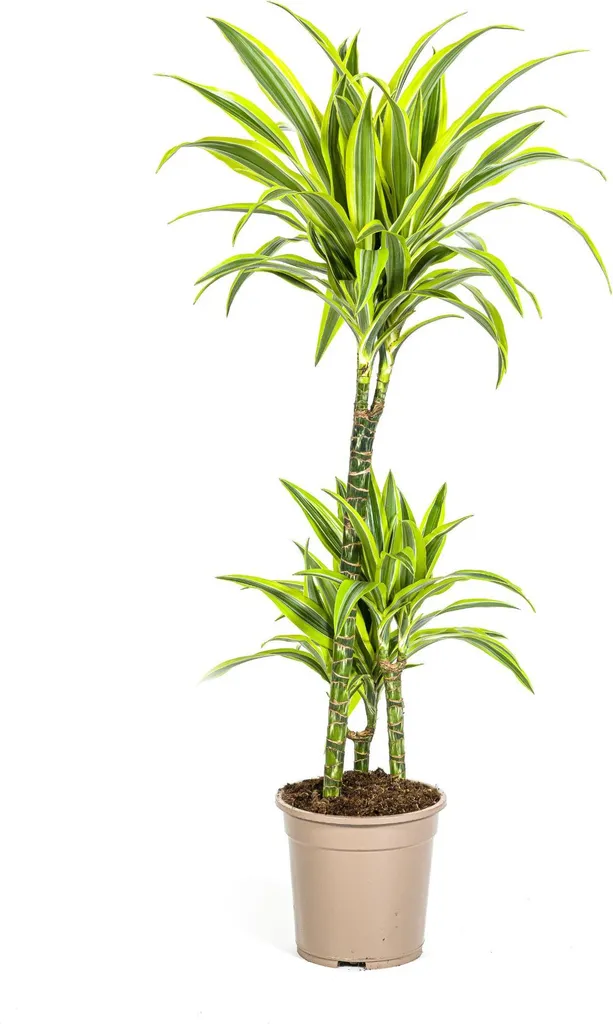 Plante Verte d'Intérieur Dracéna Lemon Lime - Grande Taille 100cm Pot 21