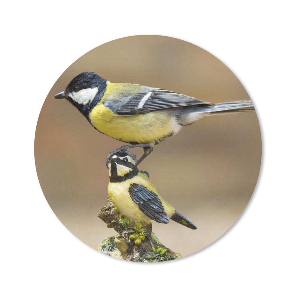 MuchoWow Mauspad Mousepad Eine Kohlmeise sitzt auf der Spitze einer anderen Kohlmeise 50x50 cm - Mousepads - Maus Mat - Pad - Mausunterlage - Vinyl