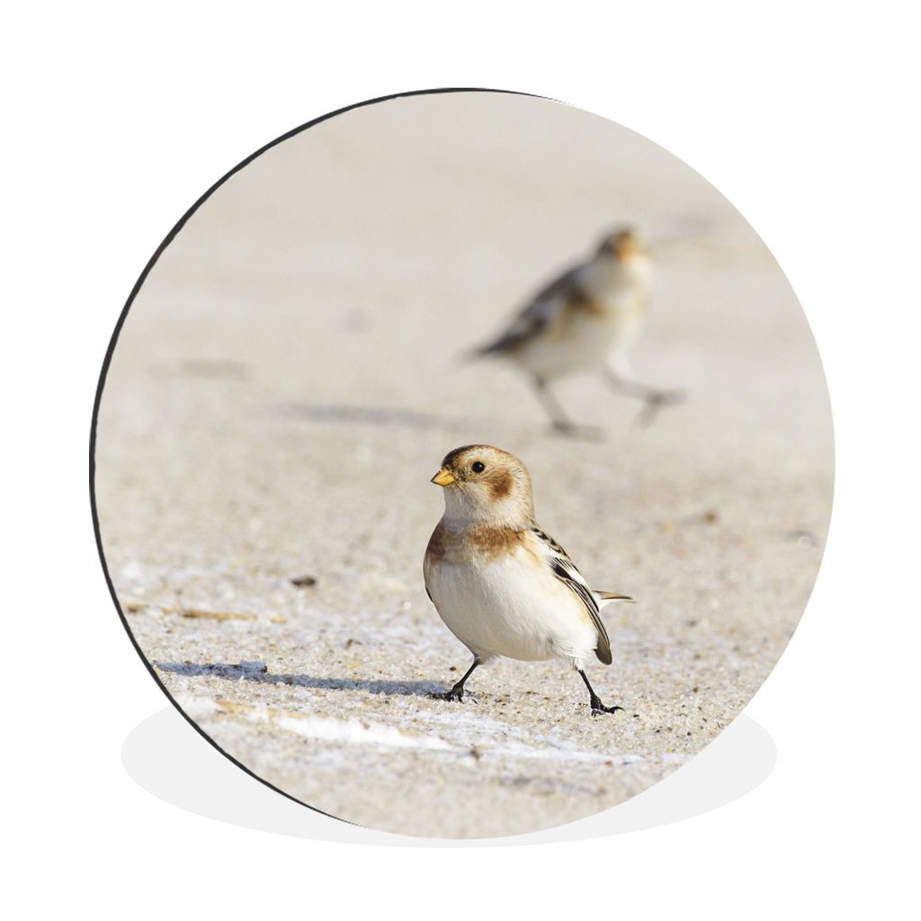 MuchoWow Aluminium Wandkreis Ein kleiner Sanderling im Sand mit Resten von Schnee Ø 60 cm Wanddeko Modern Wohnzimmer - Wand Kreis - Wandbild - S...