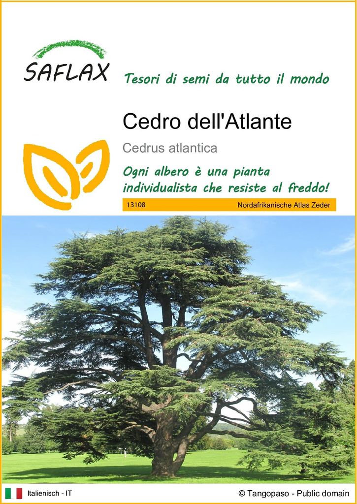 SAFLAX  - Cedro dell'Atlante - 20 semi - Cedrus Immagine del prodotto 