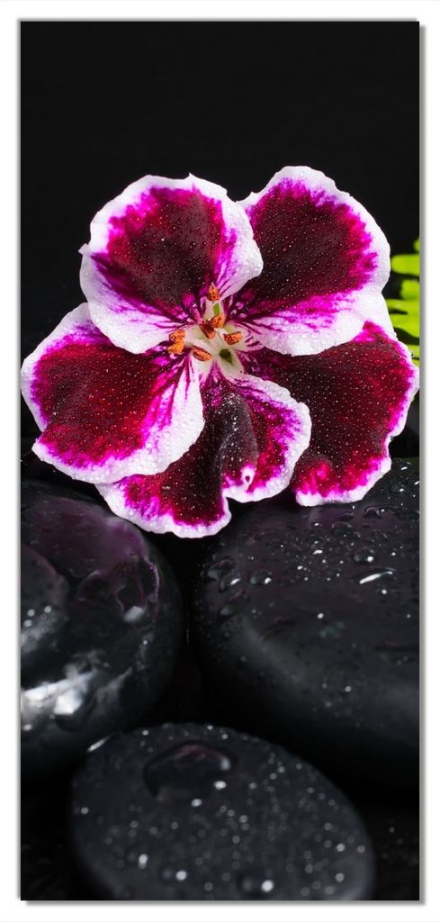 Wallario selbstklebende Türtapete 100 x 220 cm - Geranienblüte auf schwarzen Steinen, benetzt mit Wassertropfen - Abwischbar, rückstandsfrei zu ...