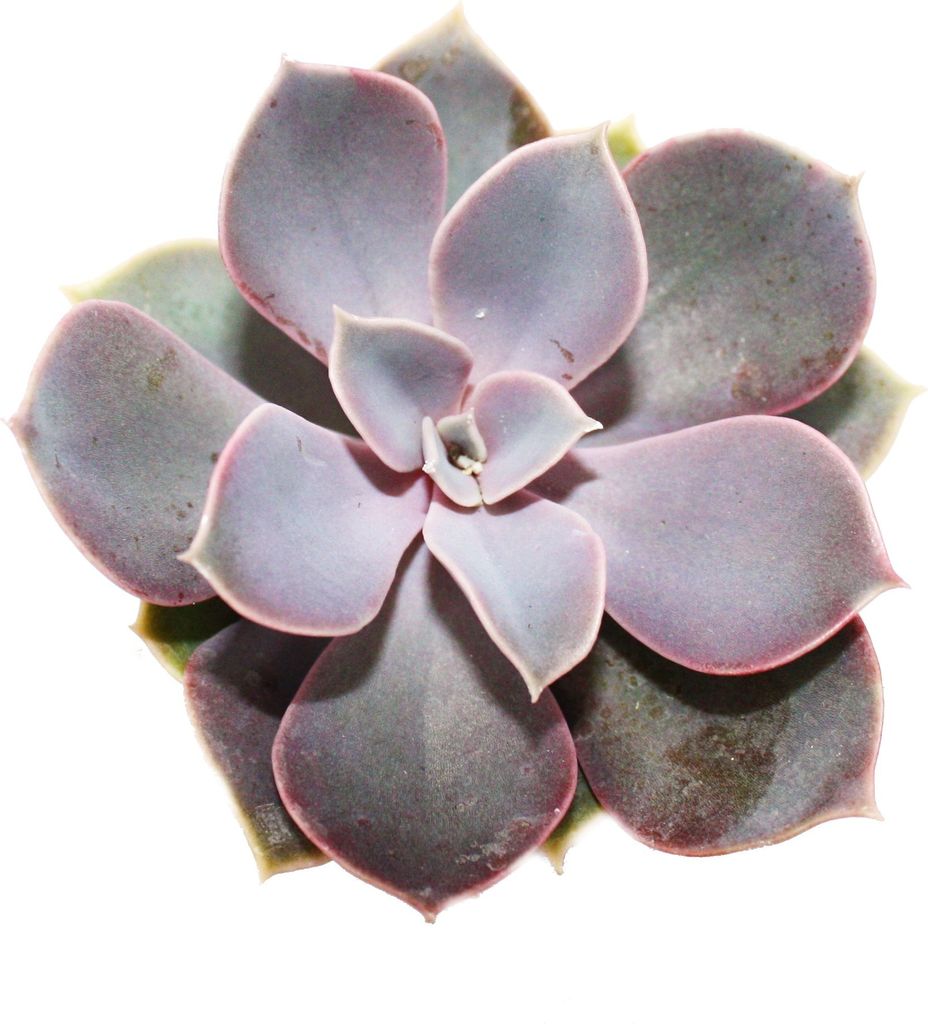 Echeveria - perla di Norimberga - piccola pianta in vaso da Immagine del prodotto 