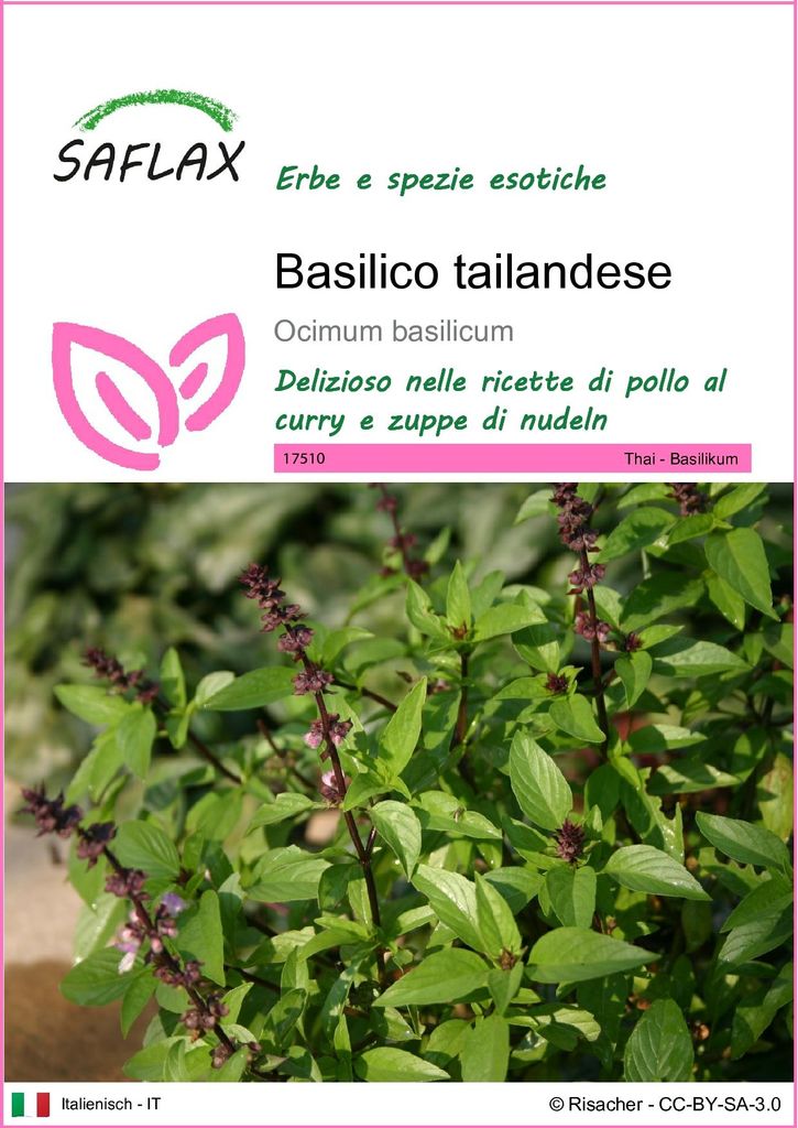 SAFLAX  - Basilico tailandese - 200 semi - Ocimum Immagine del prodotto 