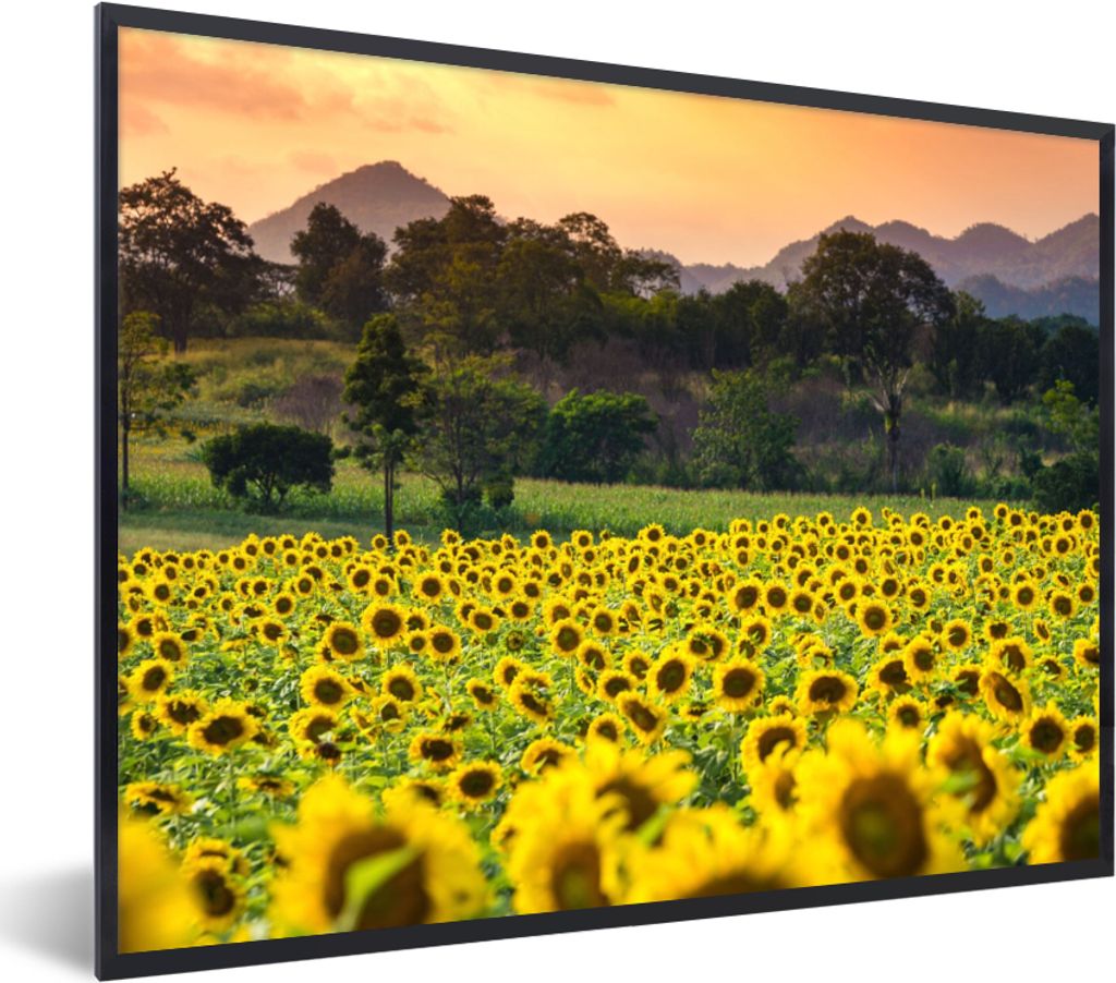 MuchoWow® Gerahmtes Poster Sonnenblume - Natur - Berg 80x60 Produktbild 