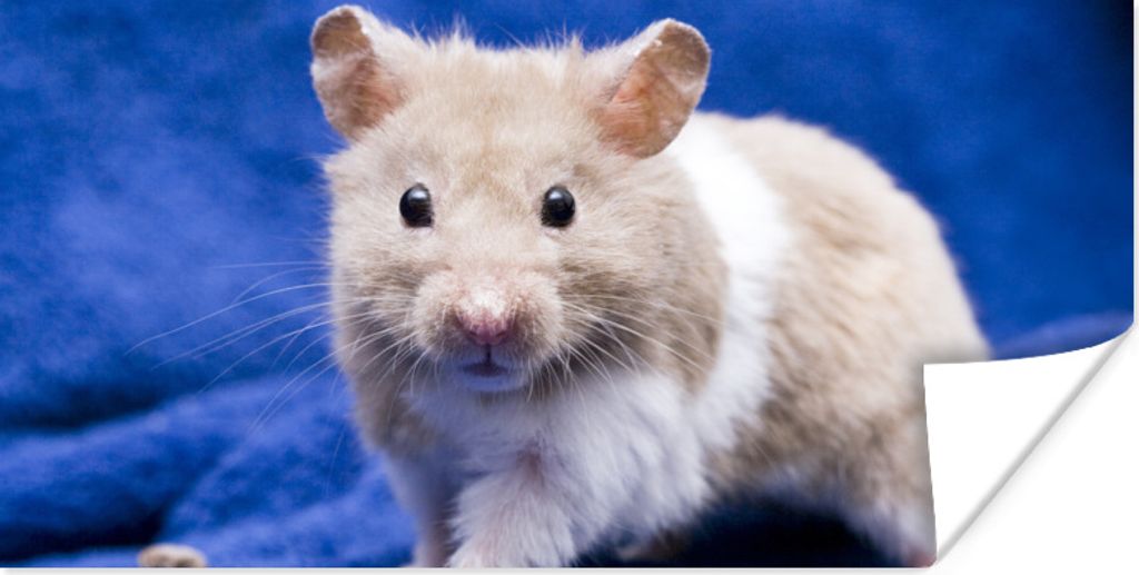 MuchoWow Poster Syrischer Hamster 160x80 cm - Foto Poster
