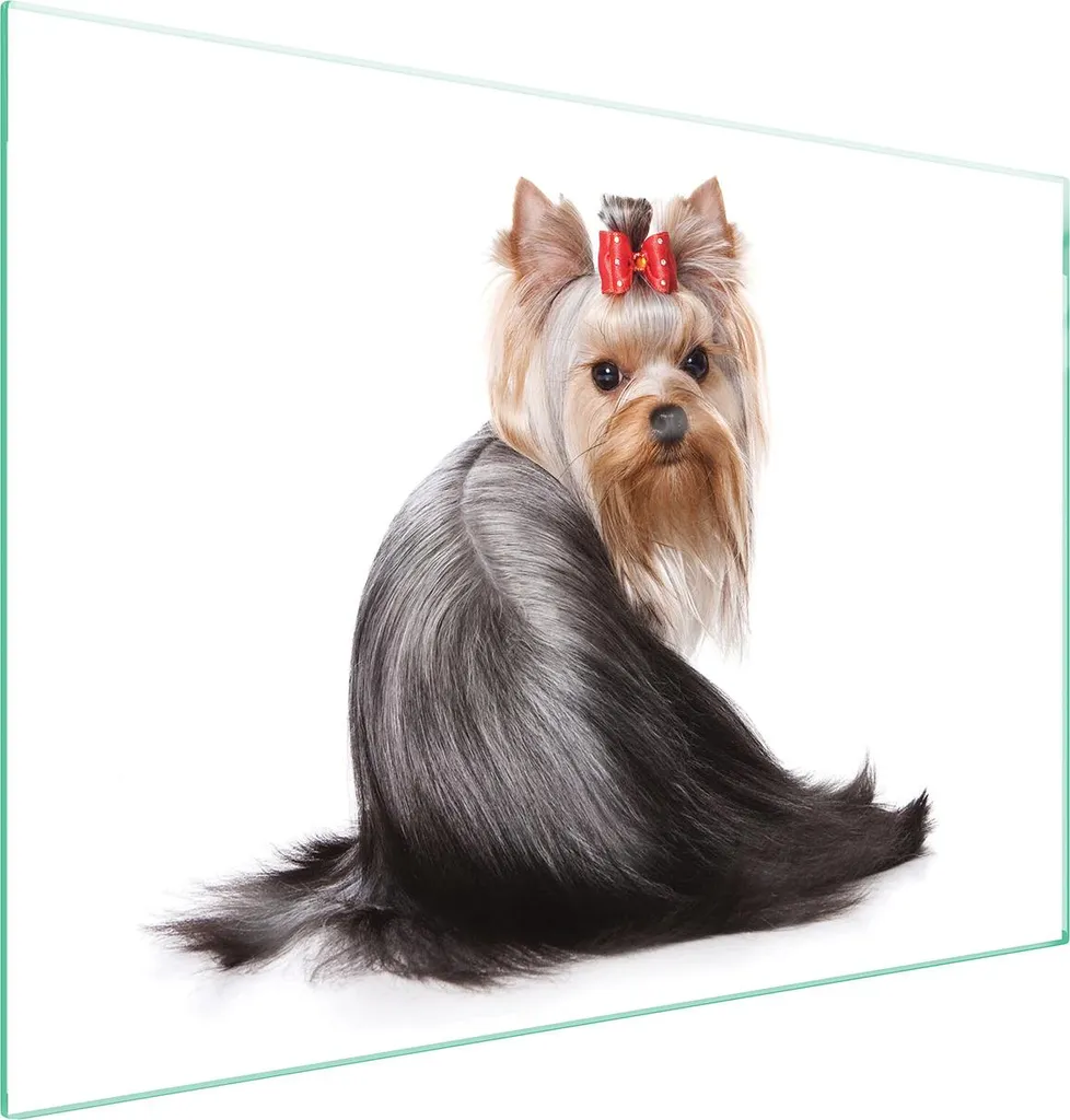 Pannello Protettivo Elegante 70x52 per Salone Bellezza Cani | Design