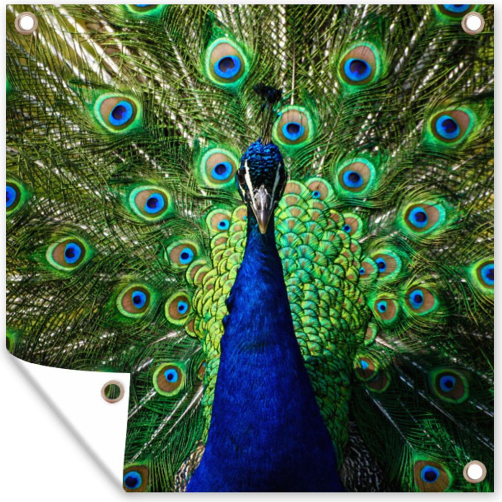 MuchoWow 50x50 cm Outdoor-Poster Gartendeko Sichtschutz Garten Poster für den Garten Pfau - Federn - Augen