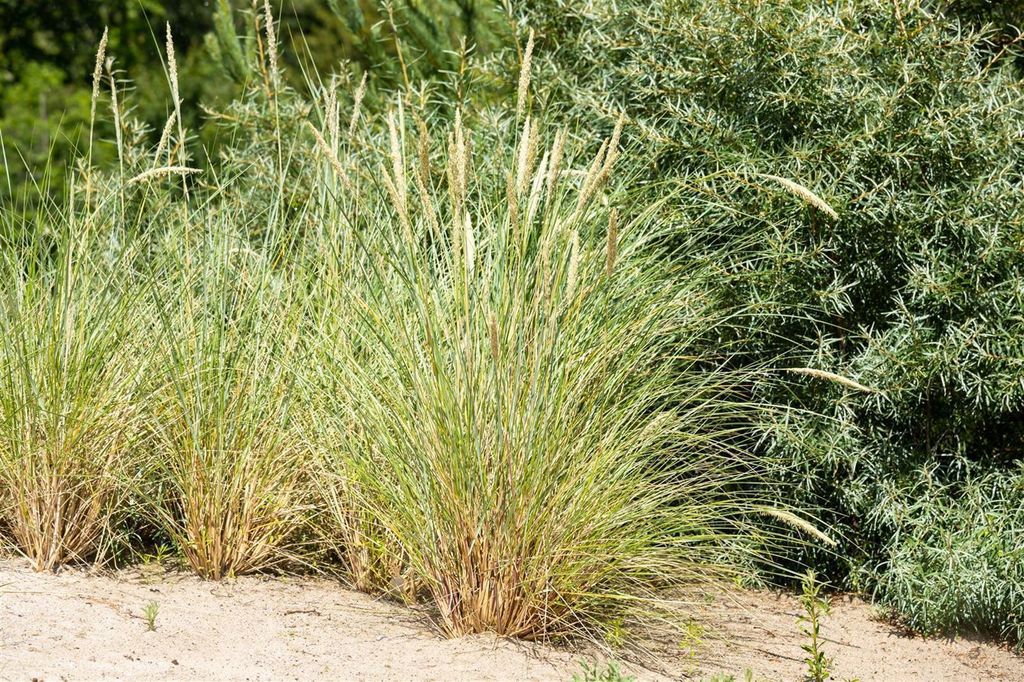 pflanzenstütze blumentopf Kaufen Sie Mini-Leiter-Pflanzenstütze – Koriander – coriander