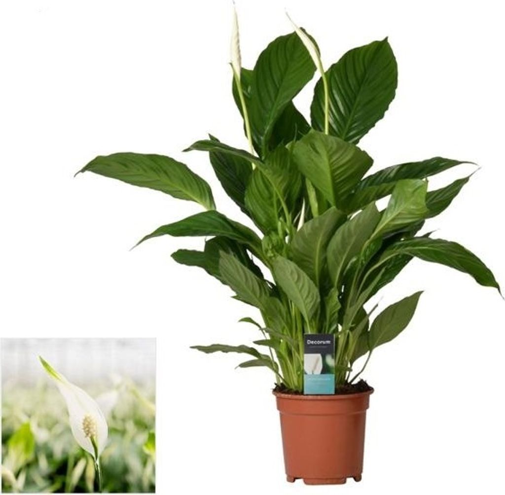 Giglio della pace Spathiphyllum Verdi - circa 75 cm, facile Immagine del prodotto 
