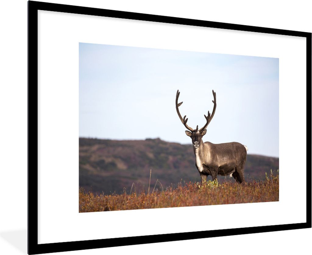 MuchoWow Gerahmtes Poster Einsame Rentiere auf einem Feld 90x60 cm - Poster mit Schwarzem Bilderrahmen Wandposter Rahmen Foto Bilder - Wanddekora...