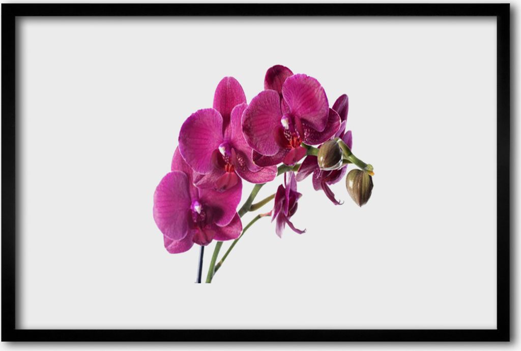 Bild 60x40 MDF-Rahmen Wandkunst Orchideen-Blumen-Natur