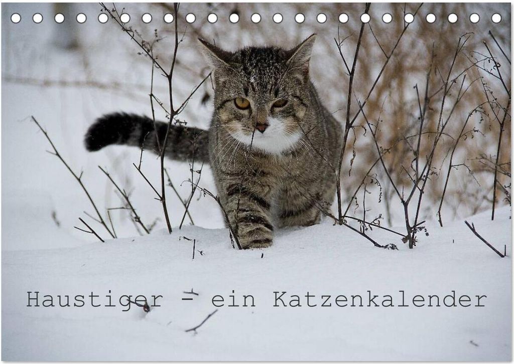Haustiger - Ein Katzenkalender (Tischkalender 2026 DIN A5 quer), CALVENDO Monatskalender