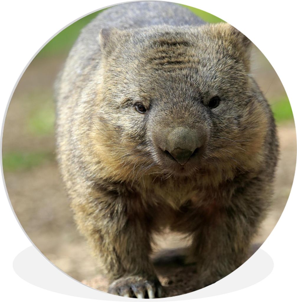 MuchoWow Rundes Wandbild - Runde Bilder Ein Wombat auf einer Strandbank Ø 90 cm Kreis Wanddekoration Kunststoff - Wandkreis - Wandschmuck - Wand...