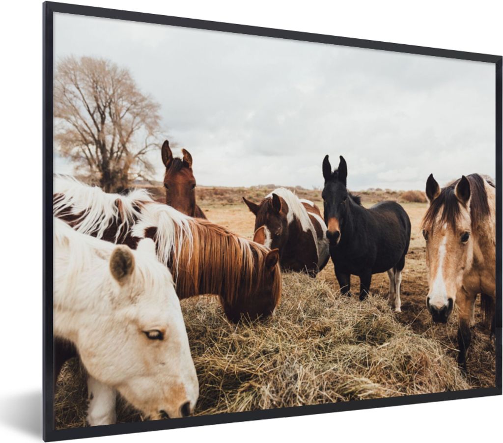 MuchoWow Gerahmtes Poster Tiere - Pferd 80x60 cm - Poster mit Schwarzem Bilderrahmen Wandposter Rahmen Foto Bilder - Schwarzem - Mit Gestell