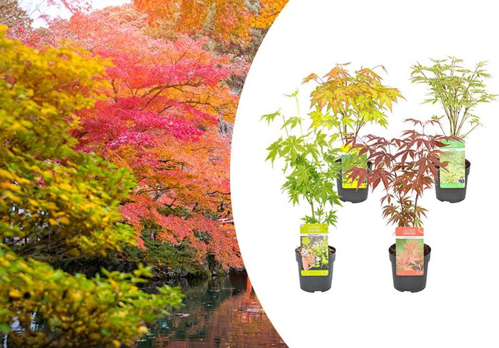 Bloomique - Lot de 4 - Acer palmatum - Orange Dream, Going Image du produit 