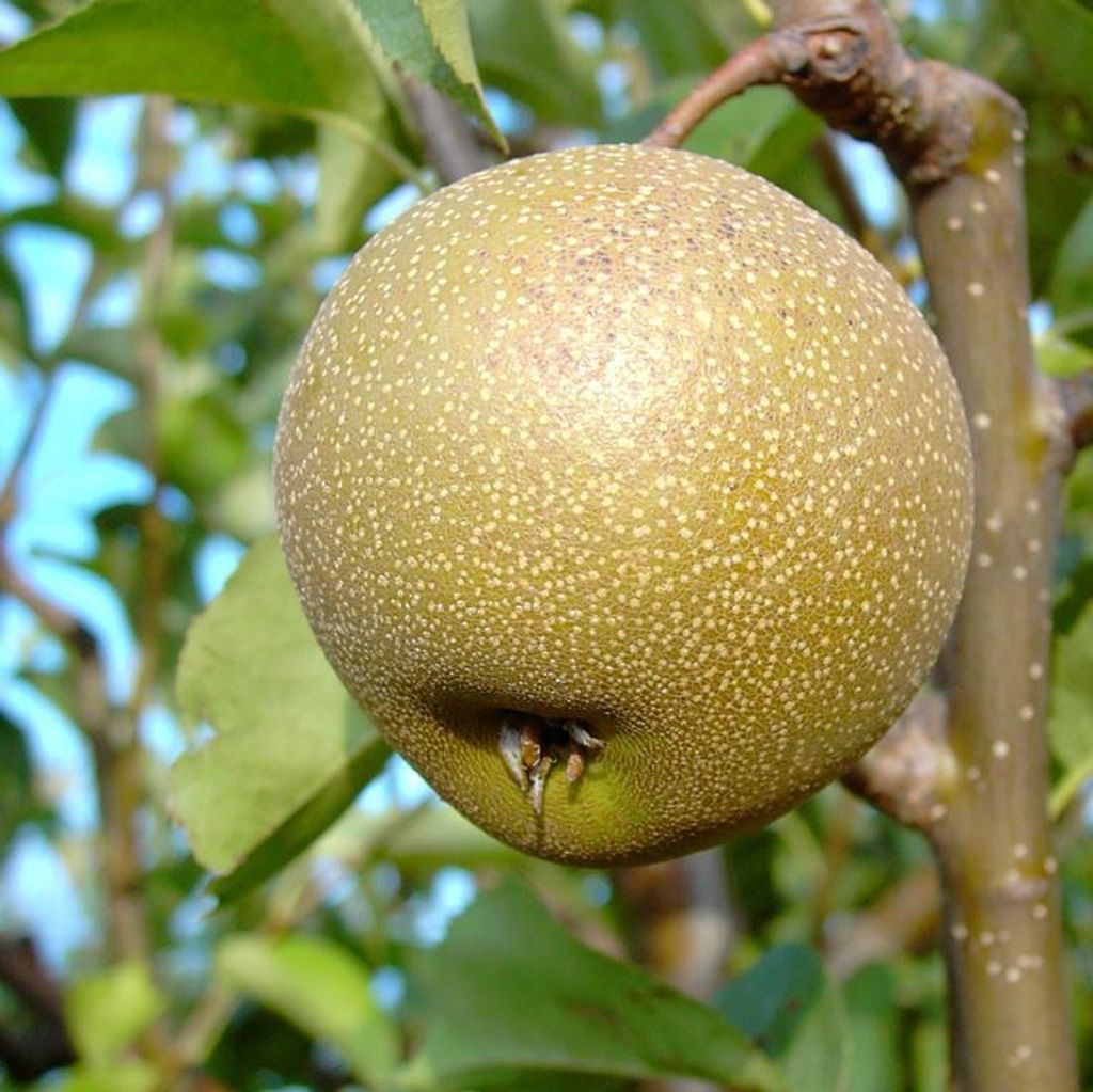 Kosui, Nashi, Asienbirne Apfelbirne, saftig süß, Halbstamm, Produktbild 