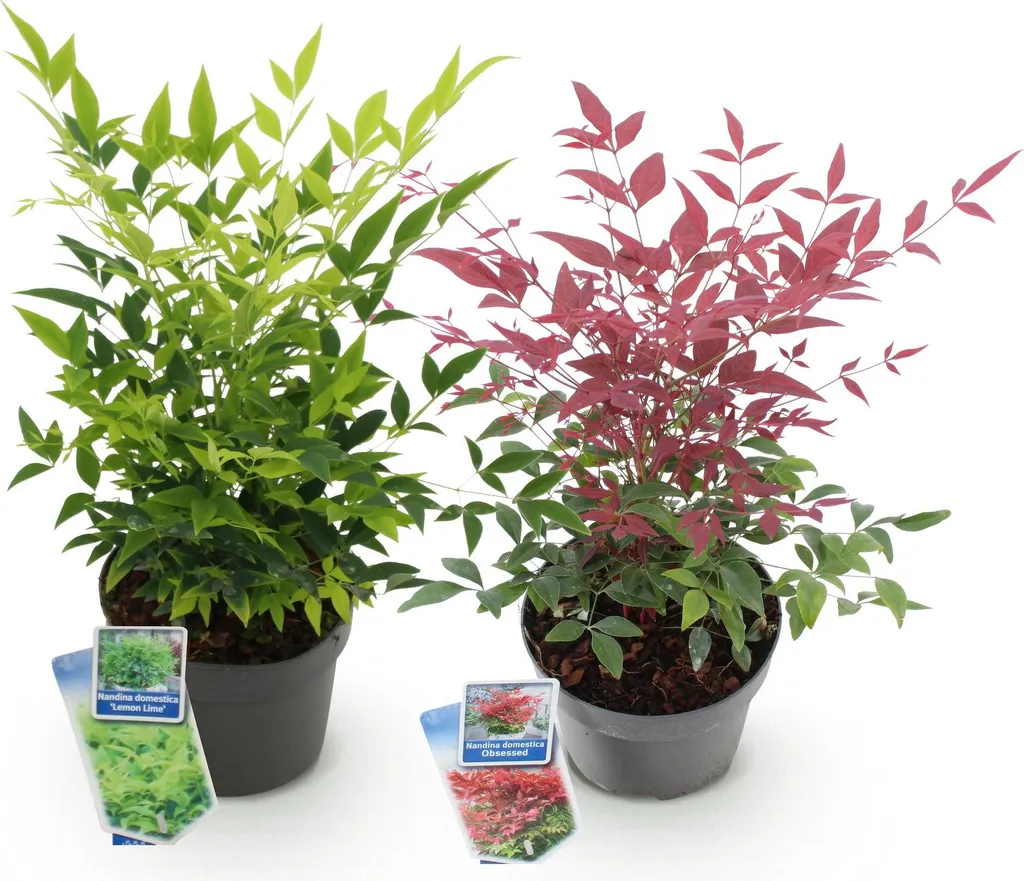 Nandina Domestica 2 Piante - Bambù Celeste Facile Manutenzione 45cm