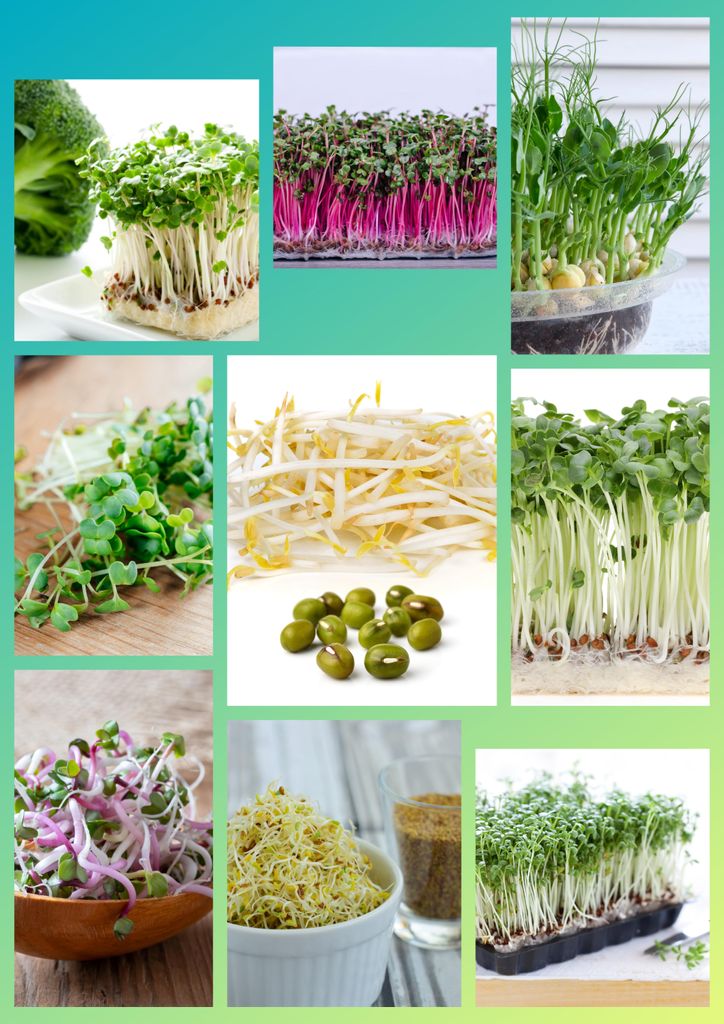 Sprossen Samen Set – 9 Sorten Microgreens & Keimsprossen Mix | Mikrogrün für Zuhause | Proteinreich, Vegan & Einfach zu Ziehen
