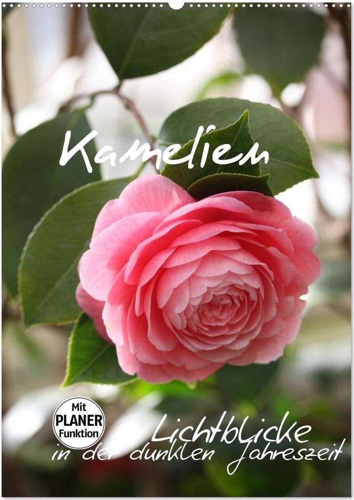 Kamelien Lichtblicke in der dunklen Jahreszeit (Wandkalender 2026 DIN A2 hoch), CALVENDO Monatskalender