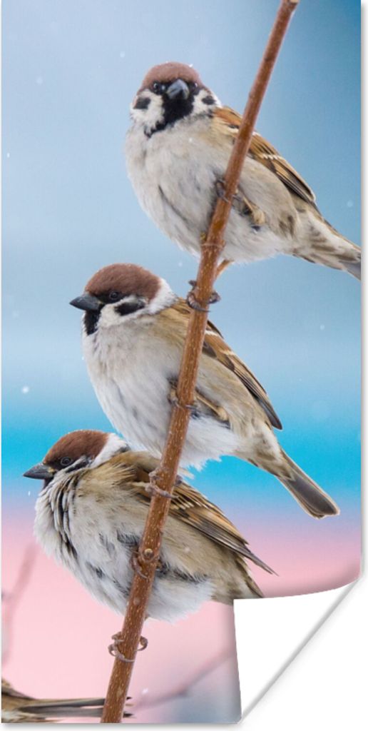 MuchoWow Poster Vögel - Spatz - Tiere - Äste 75x150 cm - Dekoration für die Wände