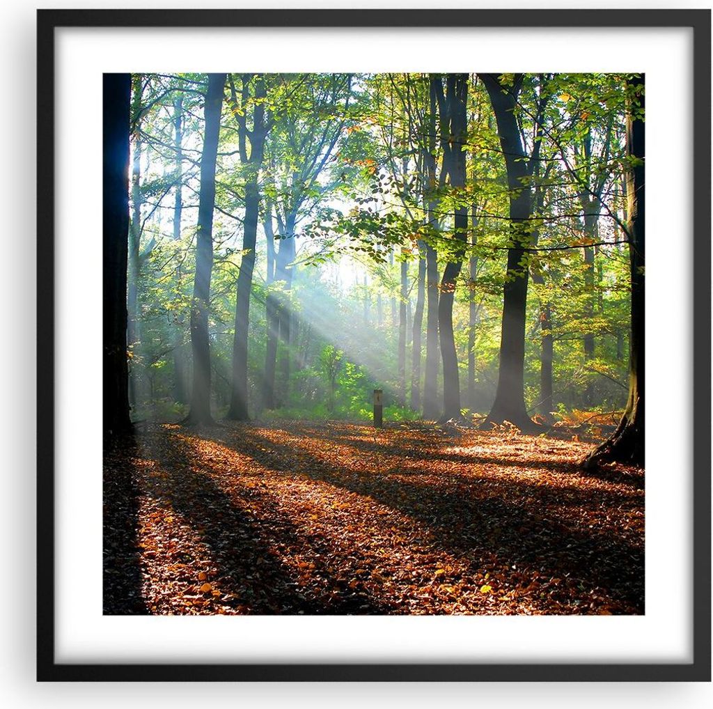 Gerahmtes Poster - Schwarzer Rahmen - Wald Blätter Sonne - 50x50 cm - Wand Bild - Wanddeko - Wandbilder - Kunstposter - Wandposter - Bilderrahmen ...