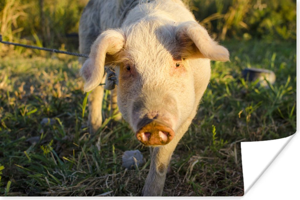 MuchoWow Poster Spiel - Schwein - Sonnenuntergang 180x120 cm - Fotoplakat