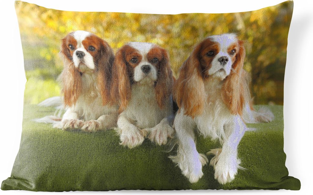MuchoWow Outdoor Kissen - Drei schöne Cavalier King Charles Spaniels nebeneinander - 60x40 cm - Wetterfest - Lounge Kissen - Zierkissen - Kissen...