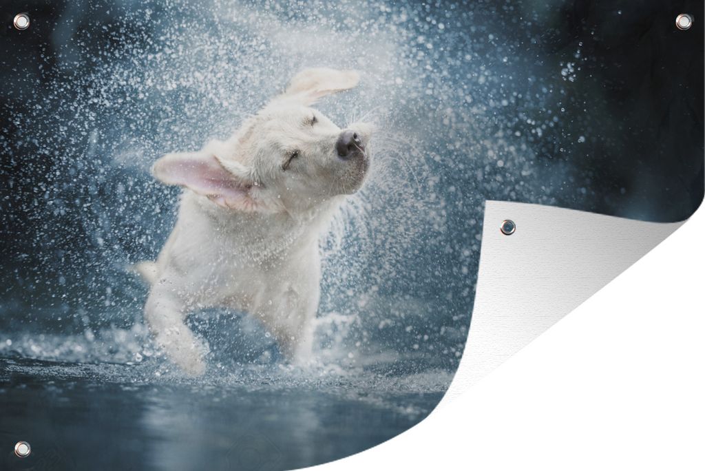 MuchoWow 120x80 cm Outdoor-Poster Gartendeko Sichtschutz Garten Poster für den Garten Labrador schüttelt Wasser ab