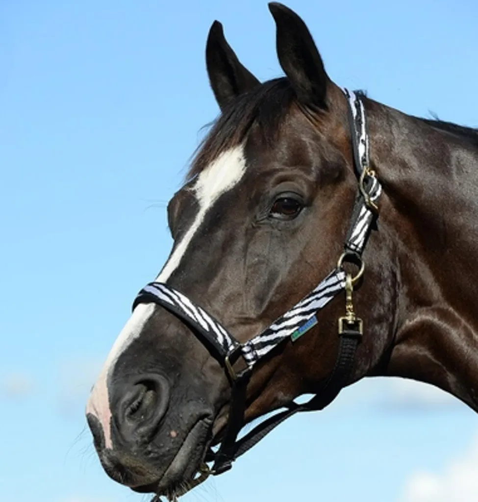 Bucas Halter Dublin, Colore:Zebra/Nero, Taglia:Intero