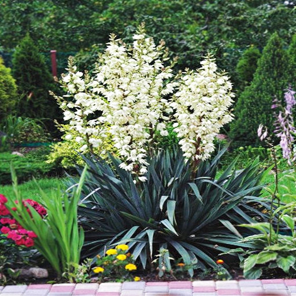 Yucca winterhart Staude Rhizom Blüten Yucca Filamentosa Produktbild 
