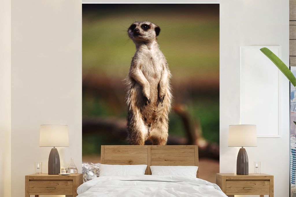 MuchoWow Fototapete für Wohnzimmer oder Schlafzimmer Wandtapete Vinyl Motivtapete Erdmännchen - Tier - Spiel - 195x300 cm - Das Hintergrundbild