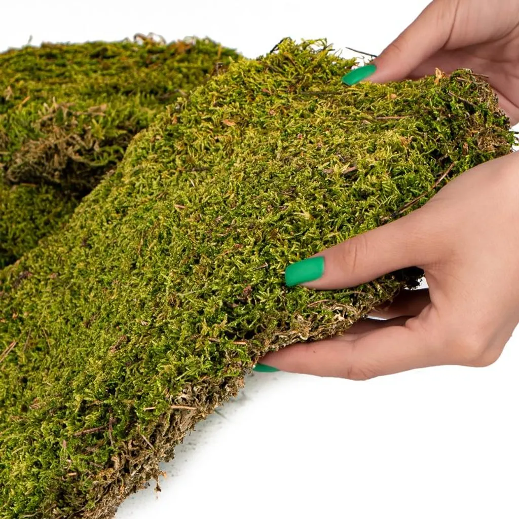Tapis mousse naturelle 35x28cm Terrario Shadow Forest haute densité - 2