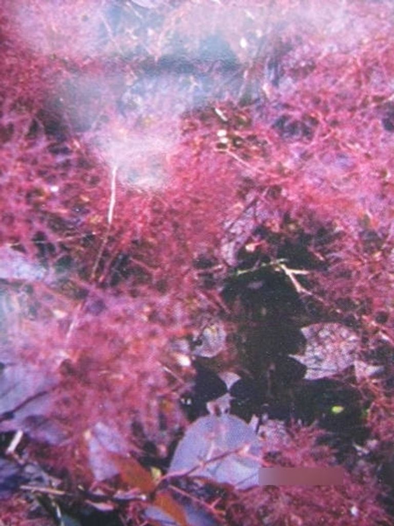 Roter Perückenstrauch Dusky Maiden - Cotinus coggygria - 40-60