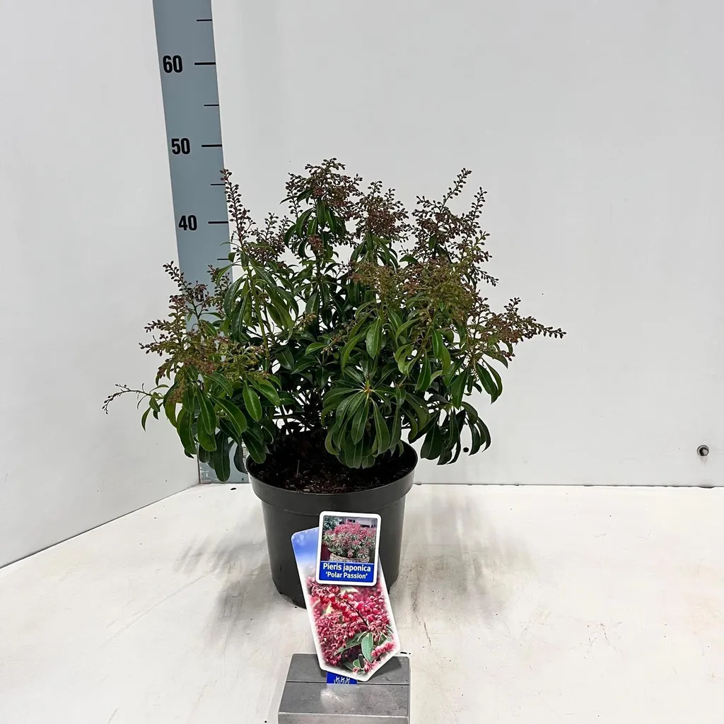 Aménager un Jardin Ombragé avec le Pieris Polar Passion en Pot 30-35 cm