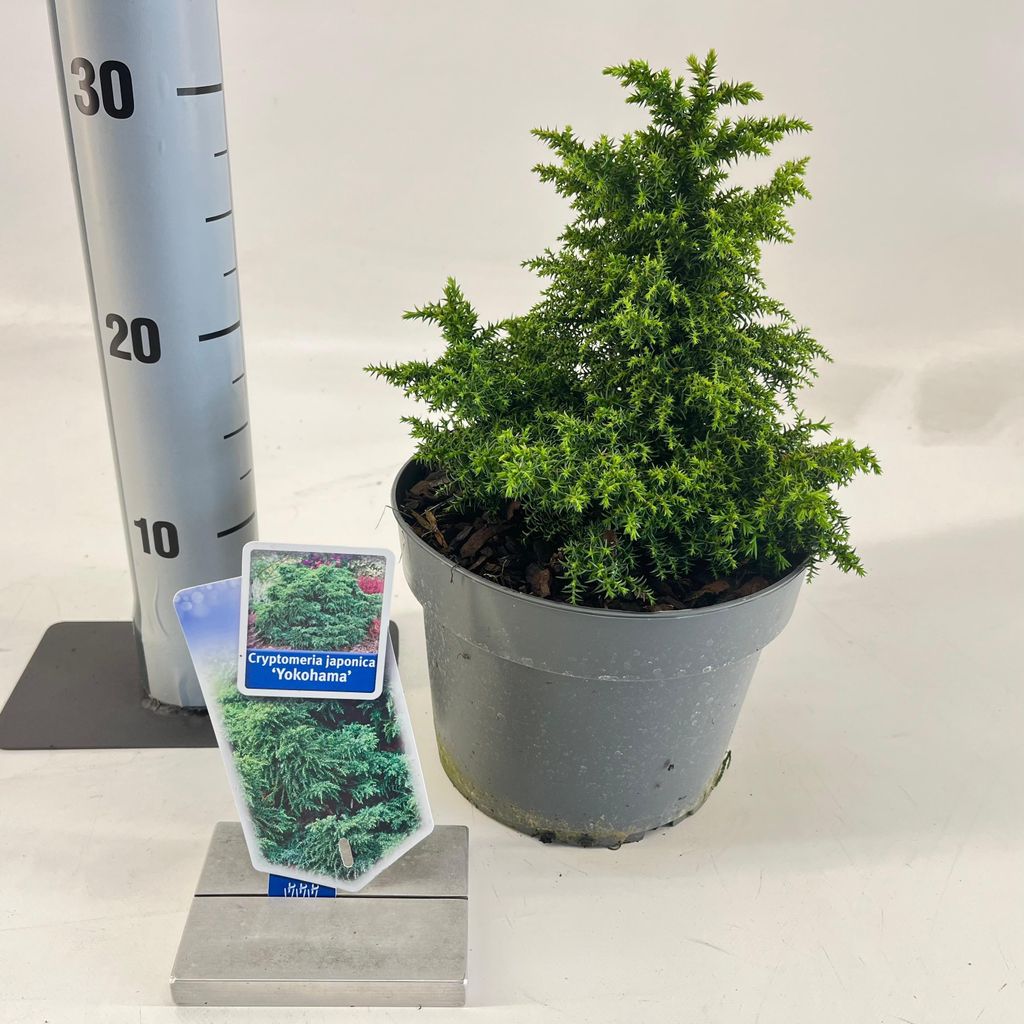Cryptomeria j. „Yokohama“ – zakrpatená jedľa | 20–25 cm v Obrázok produktu 