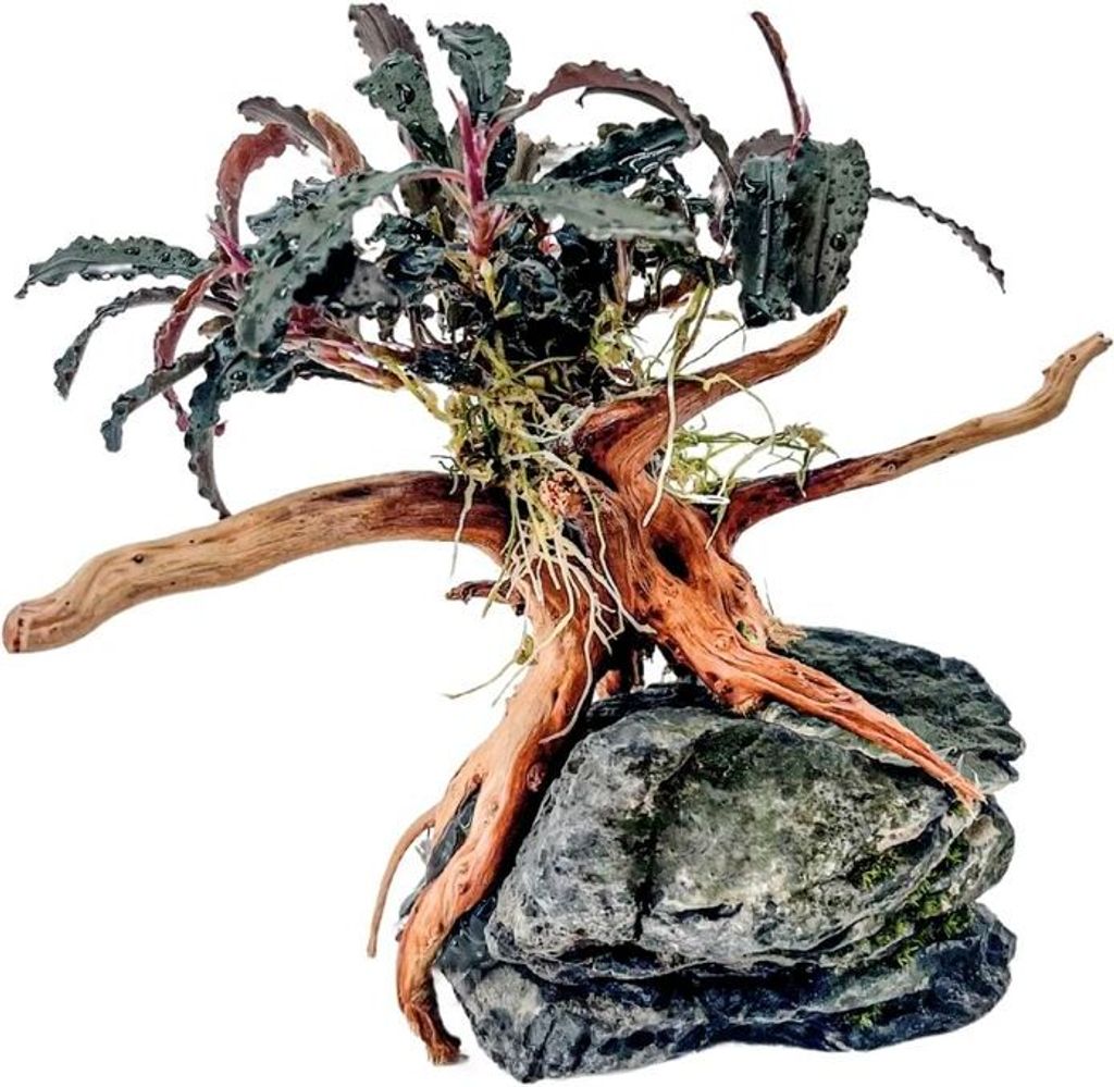 AquaOne Bucephalandra Pflanze auf Moorkienwurzel mit Seiryu Stein Aquarium Deko