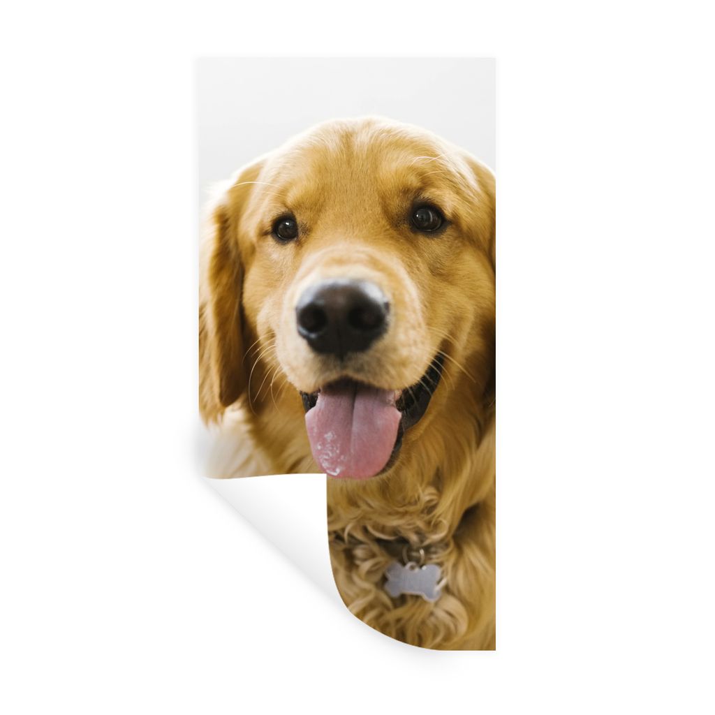 MuchoWow Wandtattoo Wandsticker Wandaufkleber Porträt eines superschönen Golden Retrievers 60x120 cm Selbstklebend und Repositionierbar - Selbs...