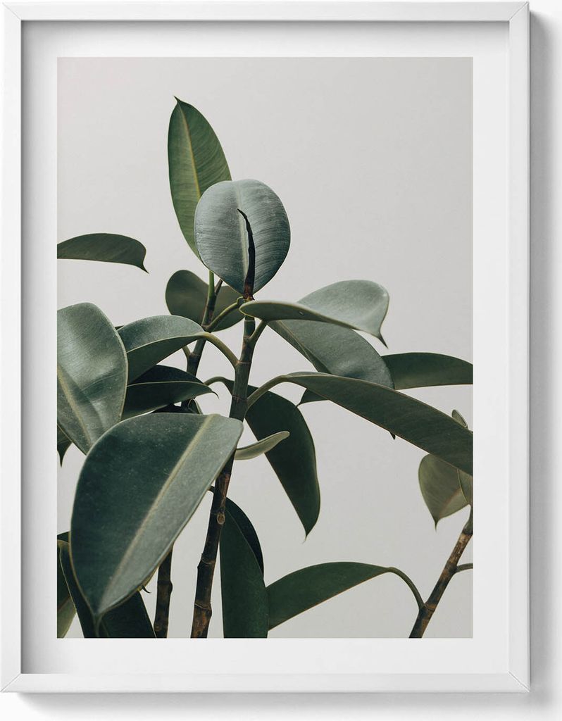 Grünpflanze im minimalistischen Stil– Wandbild mit Rahmen – Gerahmtes Bild – Wanddekoration – 60x80 cm – Weiß Rahmen
