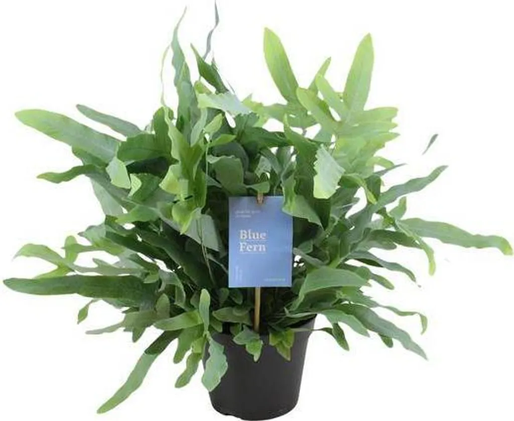 Phlebodium Aureum Ø 14 cm H 40 cm - Fougère Bleue d'Intérieur Décorative