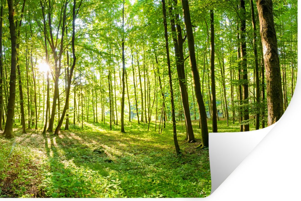 MuchoWow Wandtattoo Wandsticker Wandaufkleber Natur - Bäume - Wald - Grün - Sonnenlicht 30x20 cm Selbstklebend und Repositionierbar - Wierderve...