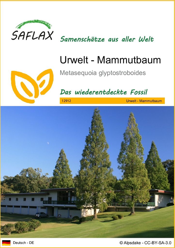 SAFLAX - Urwelt - Mammutbaum - 60 Samen - Metasequoia Produktbild 