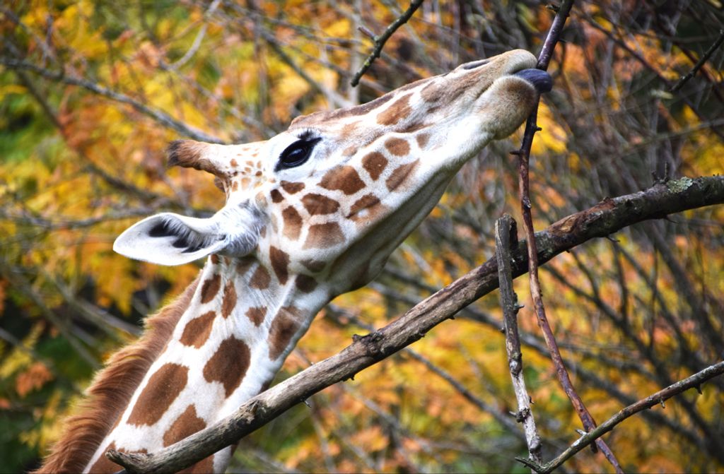 hansepuzzle 83732 - Giraffe Puzzle, 500 Teile, Tierwelt, 46,0 x 30,0cm mit hochwertiger Aufbewahrung, Kartonbox und wiederverschließbarem Beutel