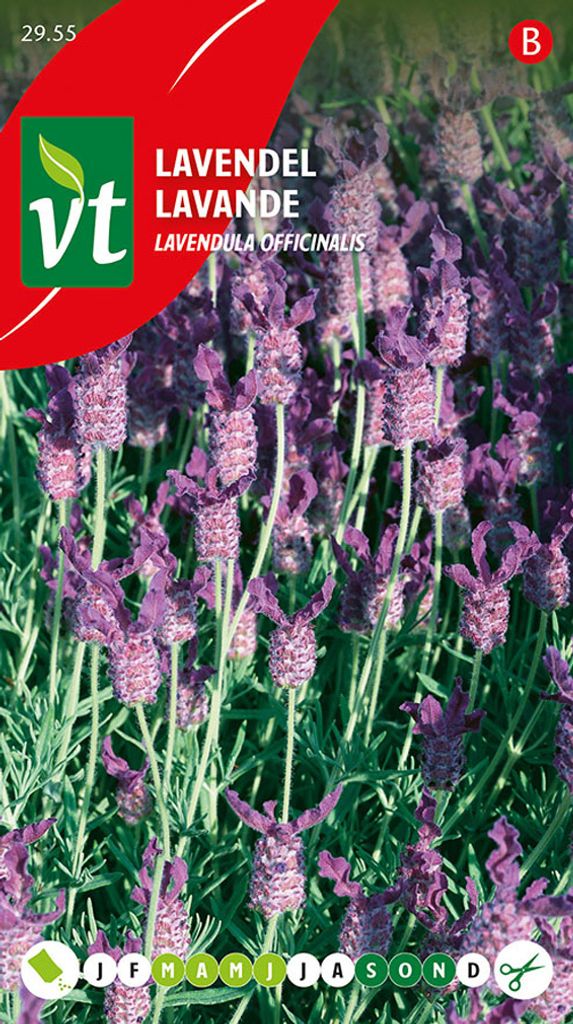 Semi di lavanda - Circa 0,75 gr | VT_2955 Immagine del prodotto 