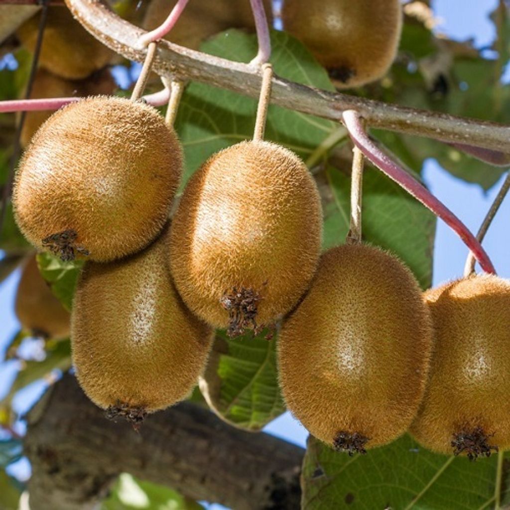 Several kiwis hanging from a tree branch.